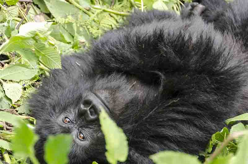 32 - Gorila joven - selva de Virunga - parque nacional de los volcanes - Ruanda